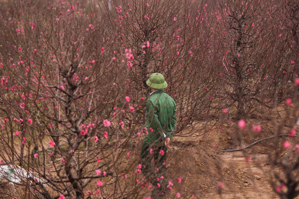 Tuy thế, nhiều người nông dân ở đây vẫn lo lắng đầu ra của cây hoa đào do tác động của dịch COVID-19. (Ảnh: Minh Sơn/Vietnam+)