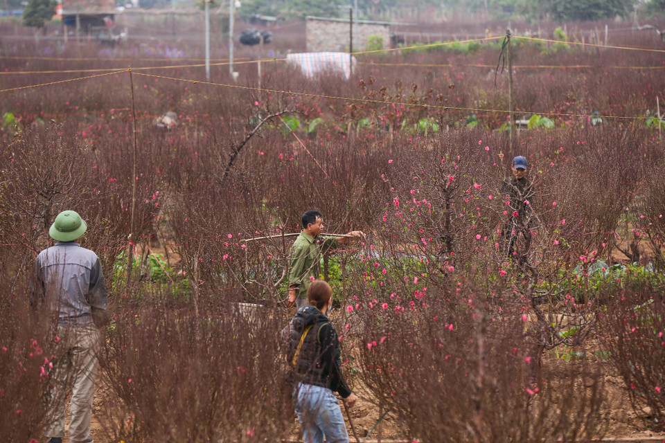 Với nhiều người nông dân trồng đào, dịp Tết năm 2021 là năm 'trúng' vụ đào tốt nhất từ trước đến nay khi đào nở đúng dịp đồng thời giá đào cũng ổn định. (Ảnh: Minh Sơn/Vietnam+)