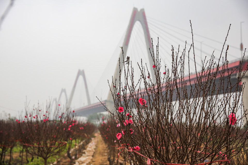 Chỉ còn nửa tháng nữa là đến Tết Nguyên đán 2021, người dân làng đào Phú Thượng (Tây Hồ, Hà Nội) những ngày này tất bật chăm sóc đào để bung nở đúng dịp. (Ảnh: Minh Sơn/Vietnam+)