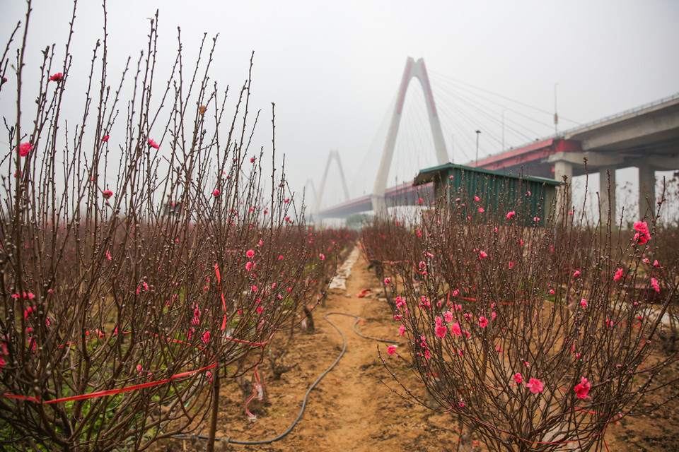 Những cây hoa đào tại đây đã bắt đầu khoe sắc tạo nên một khung cảnh lãng mạn. (Ảnh: Minh Sơn/Vietnam+)