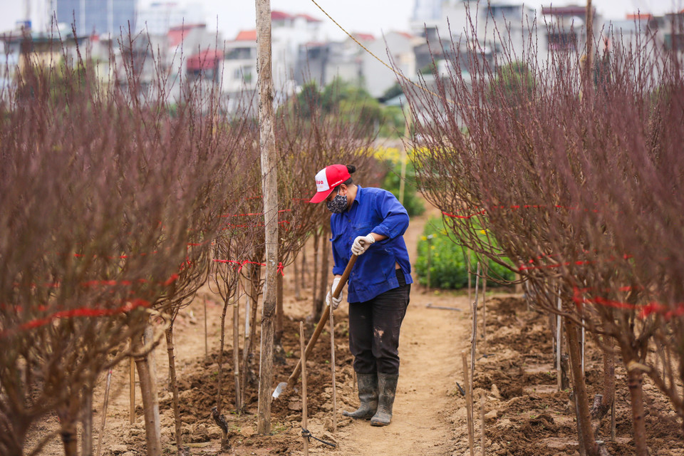 Dù sắp được 'xuất chuồng', nhưng những gốc đào vẫn được người nông dân chăm bón kỹ càng. (Ảnh: Minh Sơn/Vietnam+)