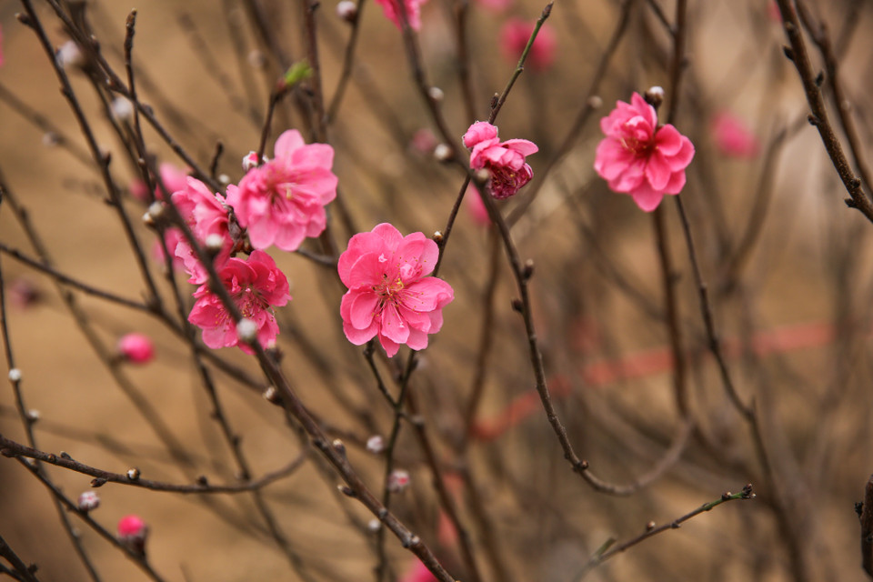 Theo đánh giá của nhiều chủ vườn, thời tiết năm nay thuận lợi, đào sẽ nở đúng dịp Tết Nguyên đán và hoa sẽ đẹp hơn năm ngoái. (Ảnh: Minh Sơn/Vietnam+)
