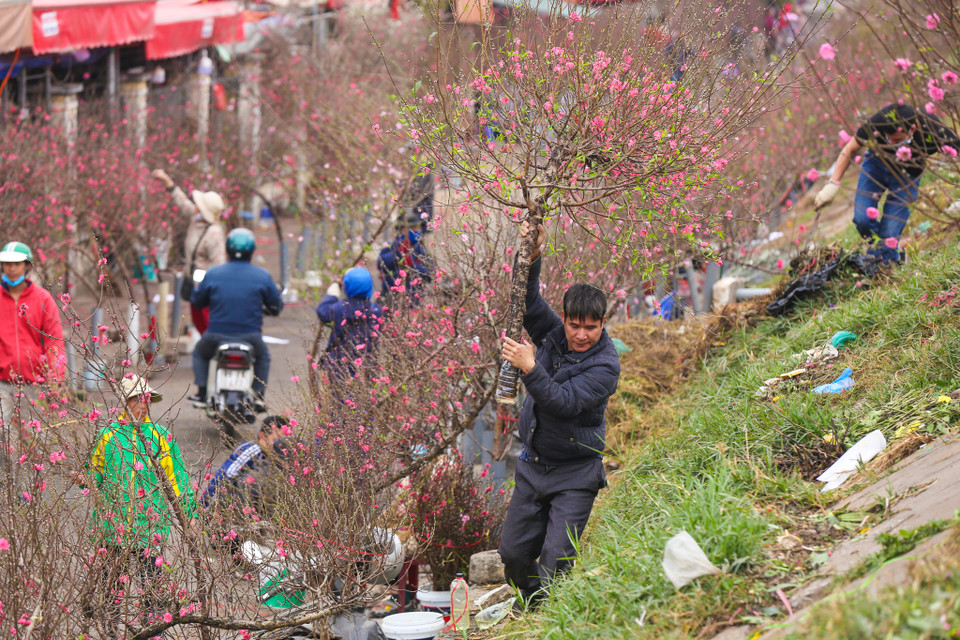 Quảng An không chỉ là chợ hoa lớn nhất Hà Nội mà còn lớn nhất cả miền Bắc. (Ảnh: Minh Sơn/Vietnam+)