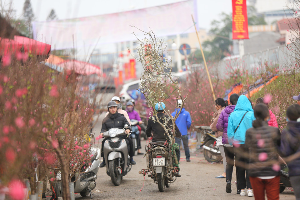 Thay vào đó, nhiều tiểu thương đã chuyển sang bán tuyết mai hoặc hoa mơ, hoa mận. (Ảnh: Minh Sơn/Vietnam+)