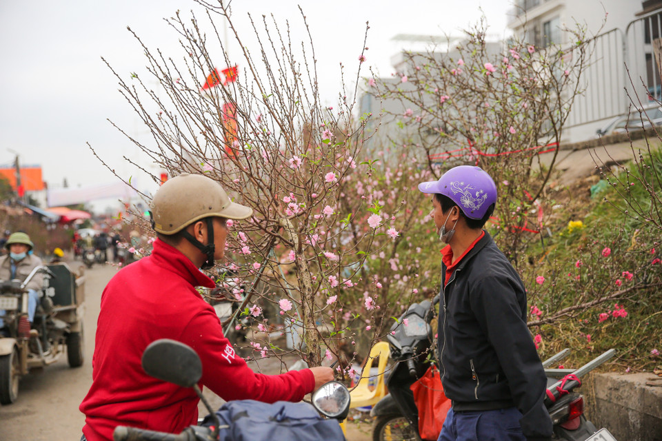 Giá một cành đào nhỏ được bán từ 80 ngàn tới 100 ngàn đồng, các cành đào trung bình được bán từ 250 ngàn tới 300 ngàn đồng, còn đối với cành to sẽ từ 2 tới 4 triệu đồng. (Ảnh: Minh Sơn/Vietnam+)