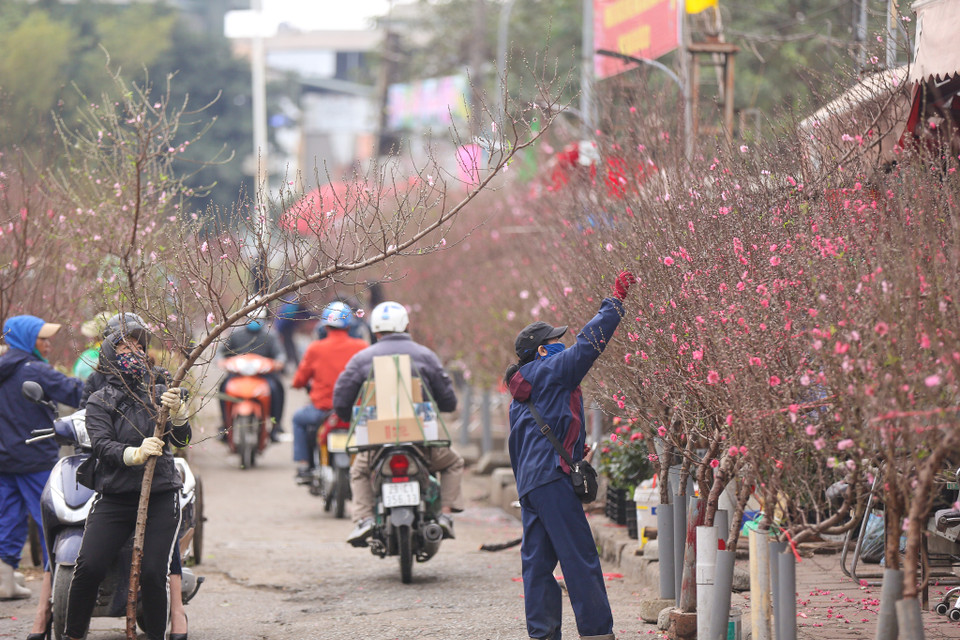 Hoa đào nơi đây tập trung từ đủ các làng trồng hoa đào nổi tiếng Hà Nội như Nhật Tân, Phú Thượng,... (Ảnh: Minh Sơn/Vietnam+)