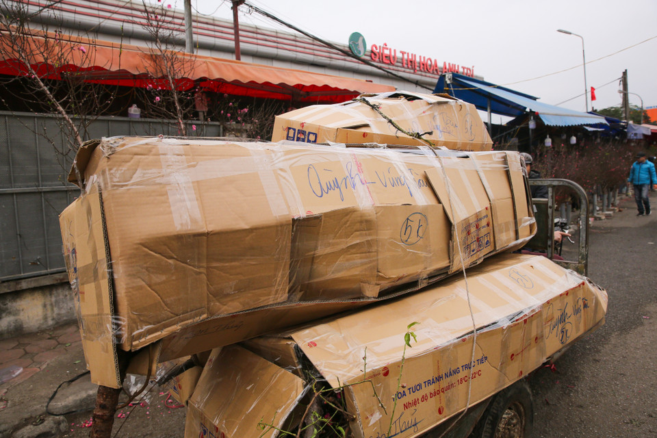 Đào ở chợ hoa Quảng An cũng được phân phối ra khắp các vùng miền của Tổ quốc dịp Tết. (Ảnh: Minh Sơn/Vietnam+)