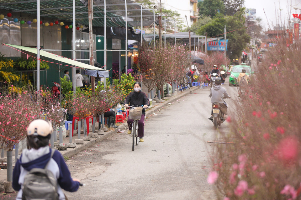 Ngoài đào, các tiểu thương nơi đây cũng bán các loại quất cảnh, cây cảnh. (Ảnh: Minh Sơn/Vietnam+)