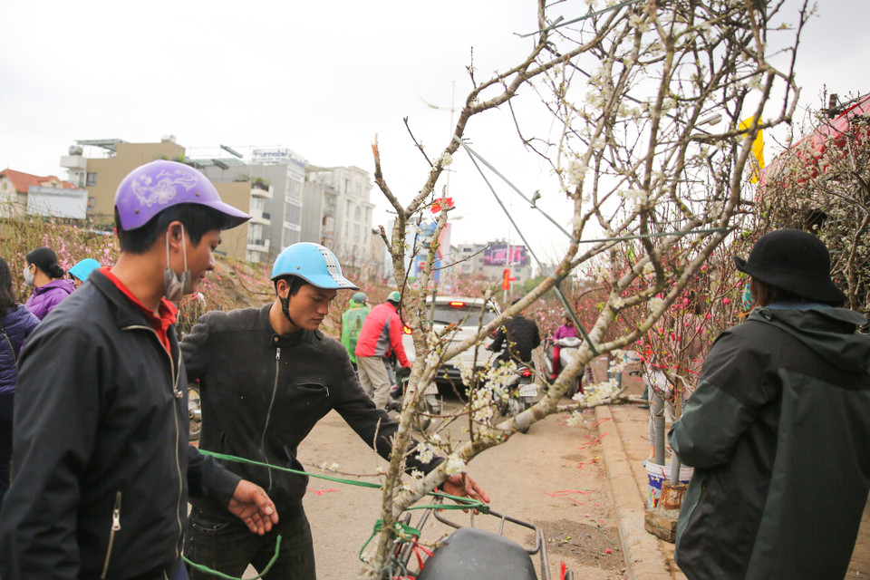 Năm nay nhà nước đã chính thức cấm bán đào rừng tự nhiên nên số lượng đào rừng đổ về chợ hoa này đã ít hơn hẳn. (Ảnh: Minh Sơn/Vietnam+)