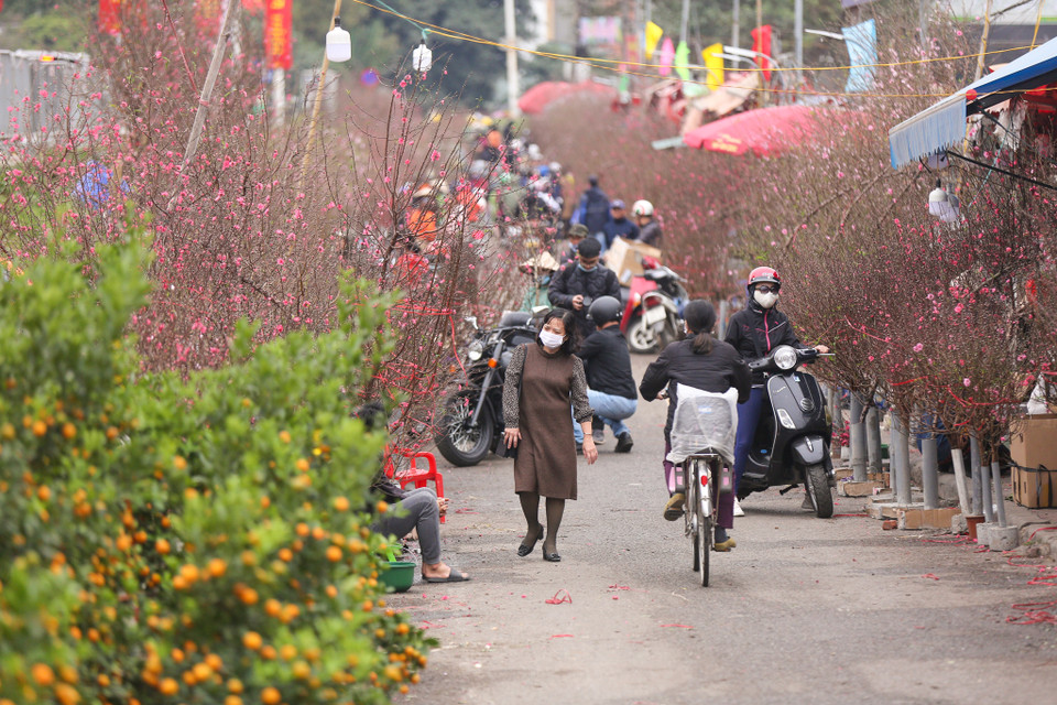 Nhiều tiểu thương khá phấn khởi và kỳ vọng vào một cái Tết ấm no khi đào năm nay đang được mùa và được cả giá. (Ảnh: Minh Sơn/Vietnam+)