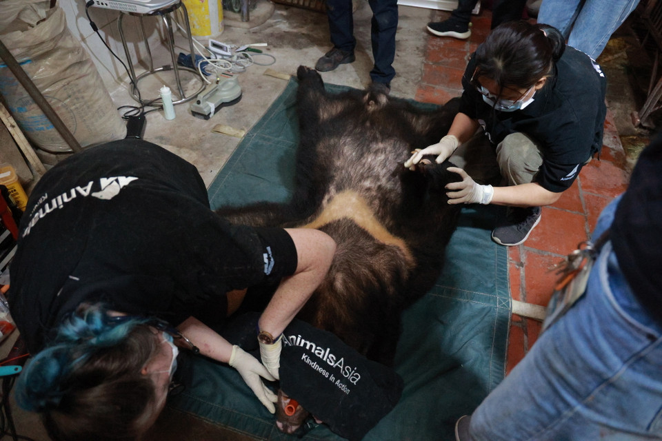 Mới 10 ngày trước, Tổ chức cũng cứu hộ 4 cá thể gấu ngựa từ Rạp Xiếc Trung Ương Hà Nội. (Ảnh: Hoàng Đạt/Vietnam+)