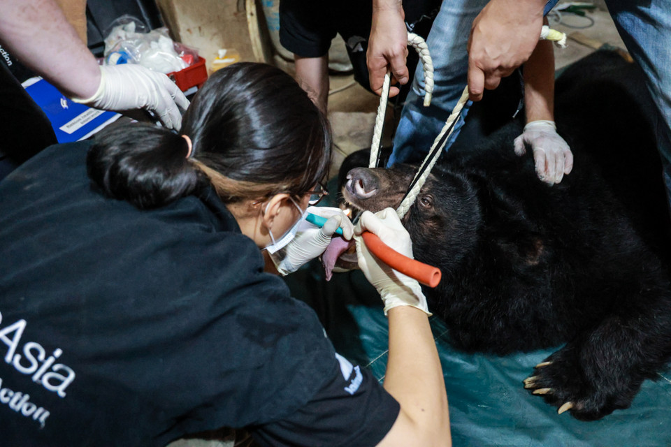 Ba cá thể được nuôi ở gian cuối cùng của một căn nhà ống, nên đoàn cứu hộ phải gây mê để đưa gấu ra ngoài. (Ảnh: Hoàng Đạt/Vietnam+)