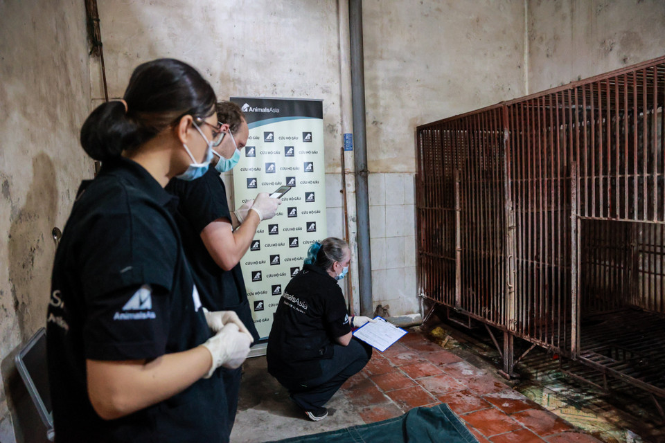 Được biết, chủ nuôi từng có 5 cá thể gấu ngựa, nhưng 2 cá thể đã chết và nay gia đình quyết định tự nguyện chuyển giao cho Tổ chức Động vật Châu Á cứu hộ và chăm sóc gấu, sau khi được Chi cục Kiểm lâm tỉnh Lạng Sơn và Trung tâm Giáo dục thiên nhiên vận động, truyền thông. (Ảnh: Hoàng Đạt/Vietnam+)