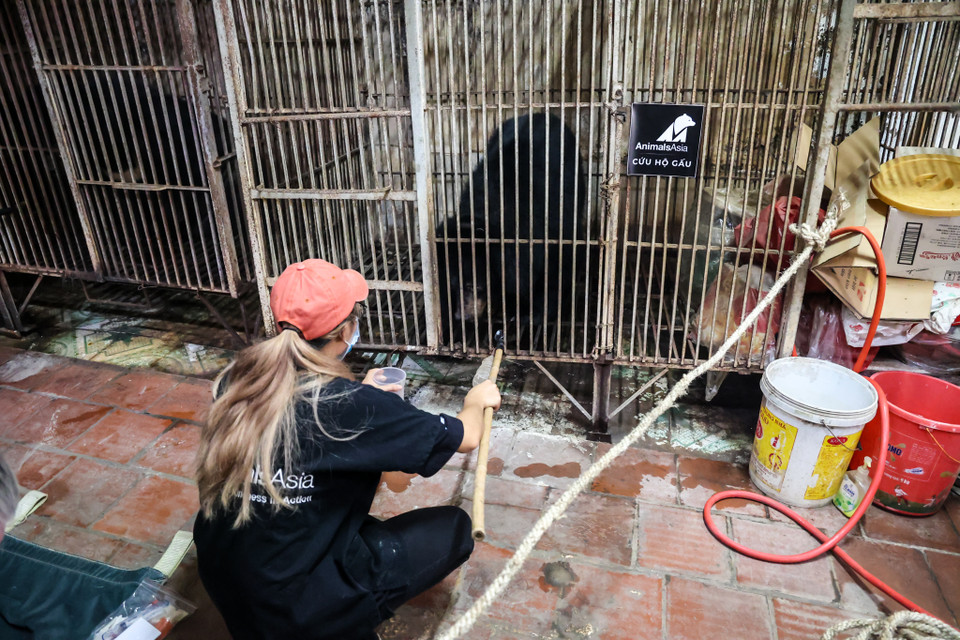 Đây là ba cá thể gấu nuôi nhốt cuối cùng của tỉnh Lạng Sơn, là một dấu mốc trong những nỗ lực chấm dứt nạn nuôi gấu lấy mật tại Việt Nam của các cơ quan chức năng và các tổ chức cứu hộ, bảo tồn động vật hoang dã. (Ảnh: Hoàng Đạt/Vietnam+)