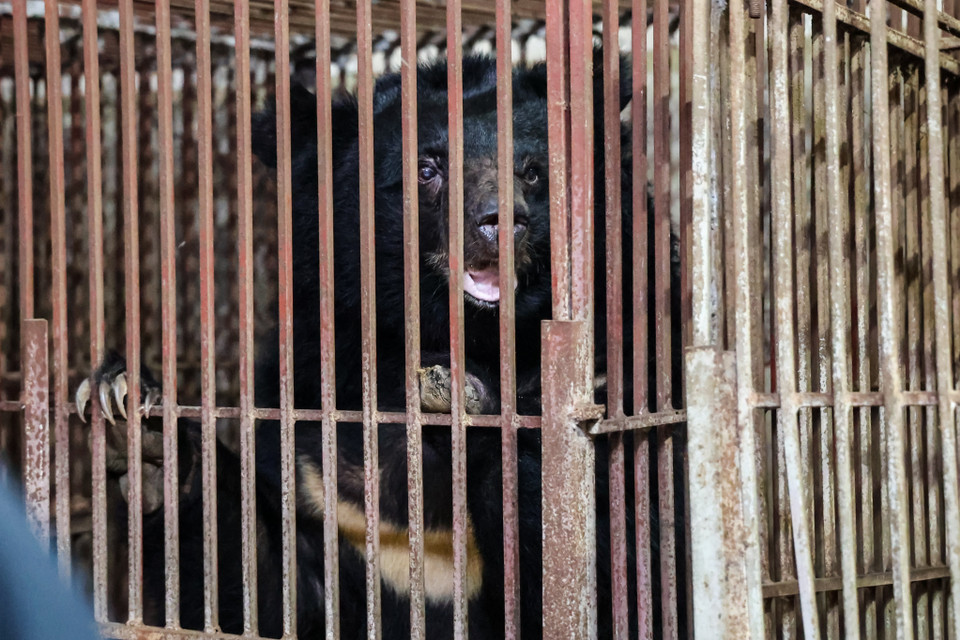 Ba cá thể gấu, hai cá thể cái, một cá thể đực nặng ước chừng khoảng 150 kg, được Tổ chức đặt tên là Hy vọng, Tương lai và Vui bởi từ nay trở đi, cuộc sống của chúng sẽ chuyển biến tích cực và tự do, vui vẻ mãi về sau. (Ảnh: Hoàng Đạt/Vietnam+)