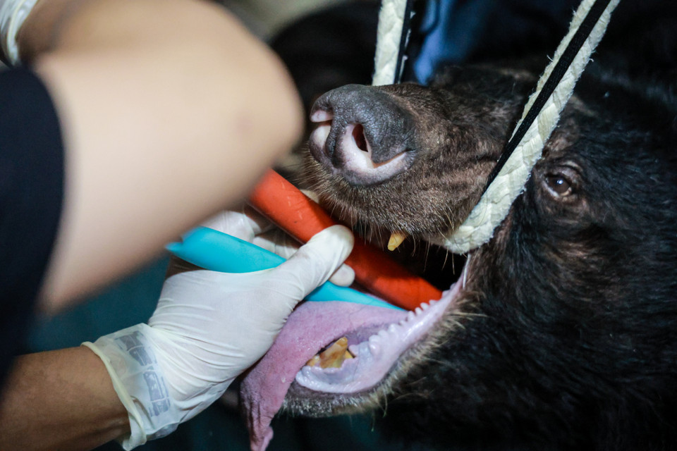 Gấu được cứu hộ bằng phương pháp gây mê, và đưa từng cá thể gấu ra khỏi chuồng nuôi hiện tại. Các bác sỹ cũng khám sức khoẻ lâm sàng, siêu âm ổ bụng, kiểm tra chi khớp, mắt, răng, lấy mẫu máu, lông… đánh giá sức khoẻ tổng thể của gấu trước khi đưa gấu vào lồng vận chuyển. (Ảnh: Hoàng Đạt/Vietnam+)