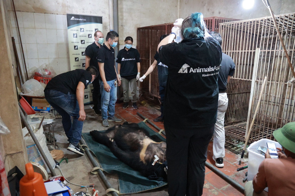 Chỉ tính riêng từ đầu năm 2021 tới nay, Trung tâm Cứu hộ Gấu Việt Nam đã đưa về và chăm sóc thêm 8 cá thể gấu ngựa. (Ảnh: Hoàng Đạt/Vietnam+)