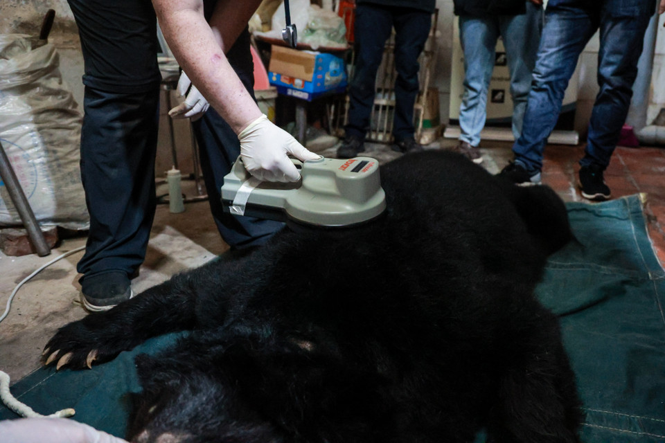 Tính cả chuyến cứu hộ tại Lạng Sơn lần này, Trung tâm hiện có 189 cá thể gấu đang được chăm sóc trong điều kiện y tế tốt nhất, và được tận hưởng cuộc sống là gấu đích thực. (Ảnh: Hoàng Đạt/Vietnam+)