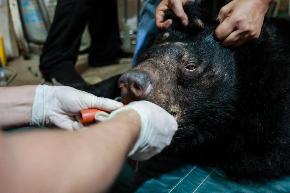 Sau cứu hộ, gấu sẽ trải qua 30 ngày cách ly, được khám sức khoẻ và chữa trị các bệnh tật, thương tổn, trước khi được ghép nhóm và hòa nhập tại các khu bán tự nhiên. (Ảnh: Hoàng Đạt/Vietnam+)