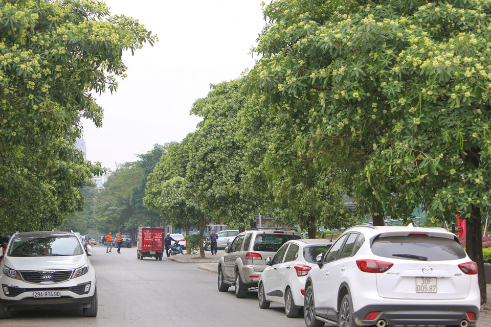 Và cứ như một sự mặc định, mùi hương hoa sữa tự bao giờ đã trở thành 'hương của Hà Nội'. (Ảnh: Vietnam+)