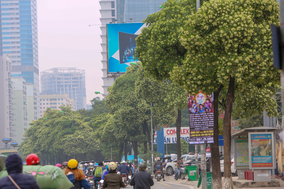 Có những con đường ở Hà Nội được mệnh danh là "phố hoa sữa", bởi lẽ cứ đi vài mét lại có một cây. Đường Quang Trung, đường Nguyễn Du, rồi cả Duy Tân, Quán Thánh, Lê Quang Đạo, Lò Đúc, Đào Tấn. Đặc biệt, con phố Nguyễn Chí Thanhdài chừng 1,7 km nhưng có tới khoảng trăm cây hoa sữa. (Ảnh: Vietnam+)