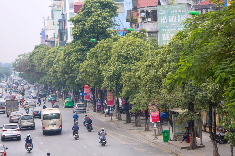 Hoa sữa đã đi vào thơ ca như một biểu tượng về mùa thu Hà Nội. (Ảnh: Vietnam+)