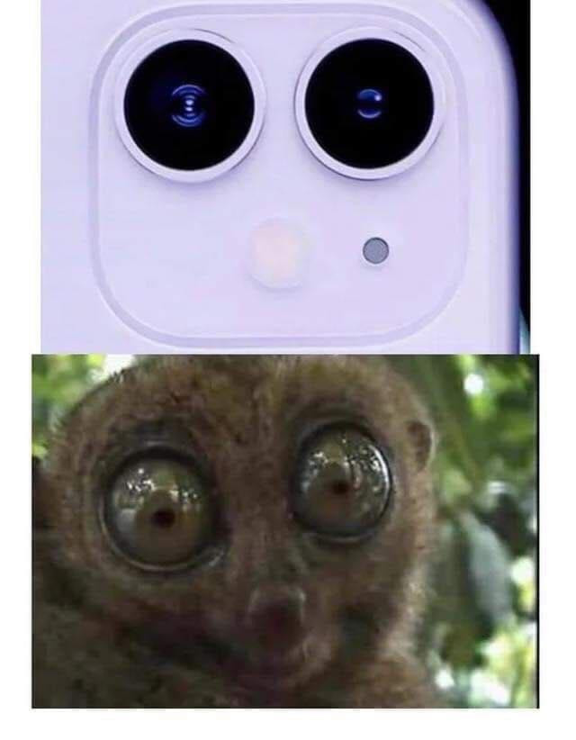 Cụm camera mới trên iPhone được ví như đôi mắt của loài khỉ lùn Tarsier. (Ảnh: Facebook)
