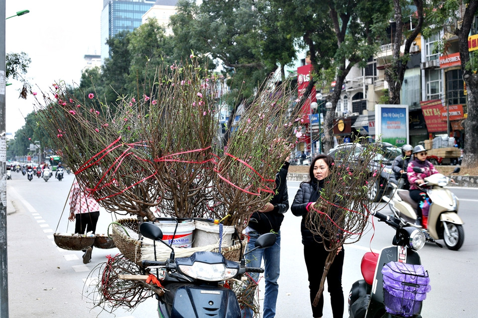  Cành đào được chào bán với giá 250.000 đồng. (Ảnh: Quỳnh Chi/Vietnam+)