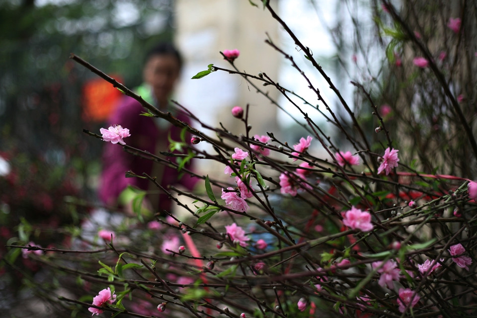 (Ảnh: Quỳnh Chi/Vietnam+)