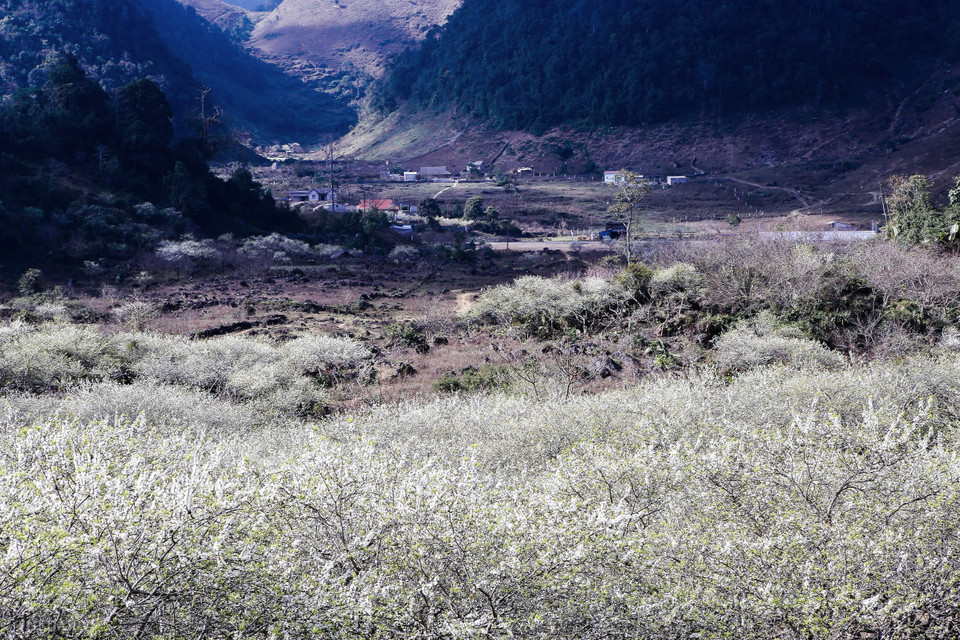 Để có thể ngắm hoa mận nở đẹp nhất, du khách có thể ghé thăm Phiêng Cành, Vân Hồ, Lóng Luông, tiểu khu Ba Khe, Thông Cuông, Pa Phách, Tân Lập, bản Áng… (Ảnh: Vietnam+)