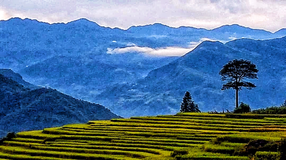 Những ngày đầu tháng Chín, khi đến với huyện vùng cao Y Tý (Lào Cai), du khách sẽ được đắm mình vào những thửa ruộng bậc thang vàng ruộm. (Ảnh: Đỗ Hùng/Vietnam+)