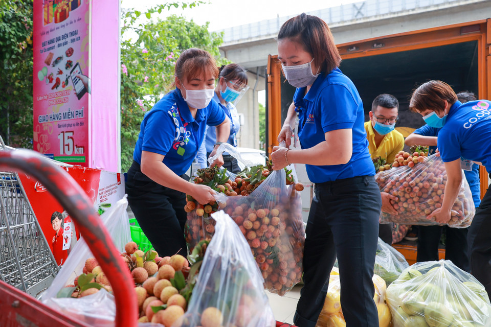 Nhằm tạo kênh bền vững cho nông sản Việt đặc biệt là trái vải thiều,VietnamPost đã đồng hành hỗ trợ người nông dân các vùng như Bắc Giang tiêu thụ đến người tiêu dùng, siêu thị, đại lý. (Ảnh: Minh Sơn/Vietnam+)