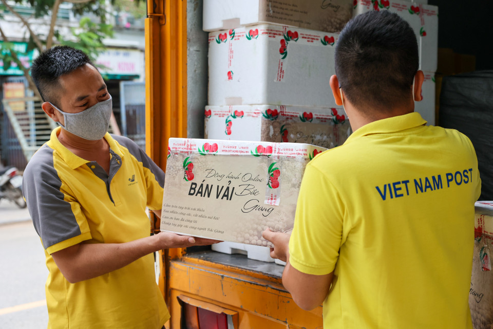 Trước đó, Tổng cục Quản lý thị trường đã phối hợp với Tổng công ty Bưu điện Việt Nam triển khai Chương trình hỗ trợ tiêu thụ 3.000 tấn vải thiều cho người dân tỉnh Bắc Giang đến 63 tỉnh, thành phố, bắt đầu từ ngày 5/6 tới cho tới khi kết thúc vụ. (Ảnh: Minh Sơn/Vietnam+)