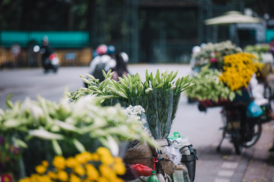 Loài hoa này còn được gọi là 'hoa của tháng Tư' bởi loa kèn chỉ nở duy nhất một lần vào tháng Tư hàng năm. (Ảnh: Minh Sơn/Vietnam+)