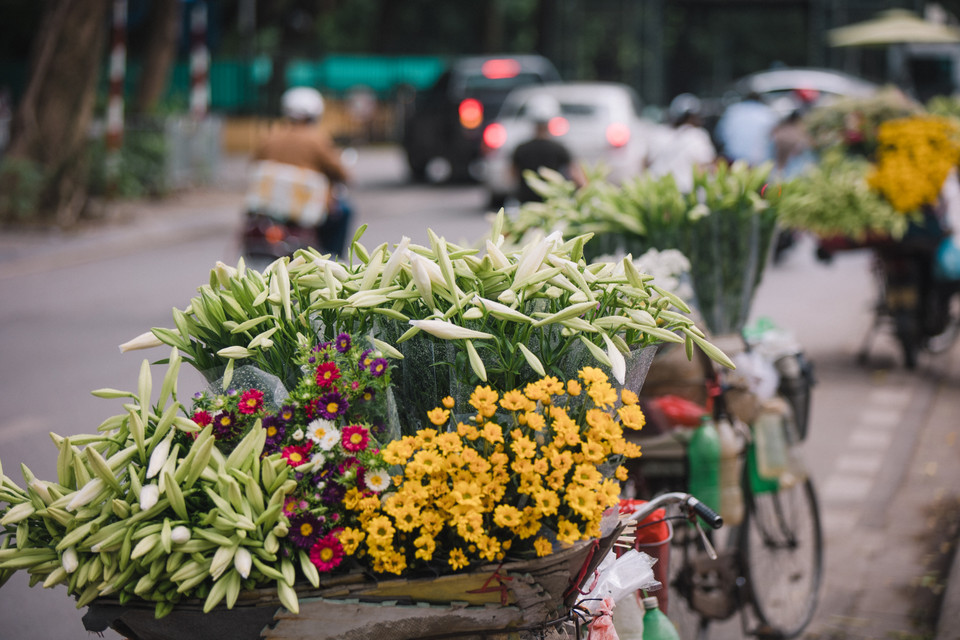 Hoa loa kèn hay huệ tây là một loài thực vật có hoa thuộc chi Lilium, họ loa kèn. Đây là loài cây bản địa của quần đảo Ryukyu, phía nam Nhật Bản và Đài Loan (Trung Quốc). (Ảnh: Minh Sơn/Vietnam+)