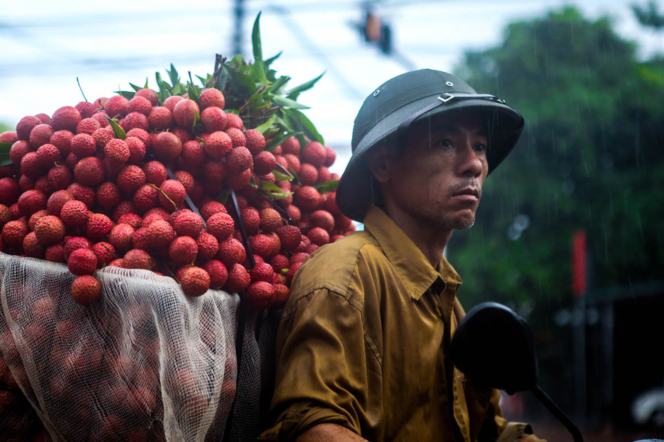 Khuôn mặt người nông dân những ngày này luôn hiện rõ nét lo âu khi vải ngày càng nhiều mà thương lái thu mua thì có hạn. (Ảnh: Minh Sơn/Vietnam+)