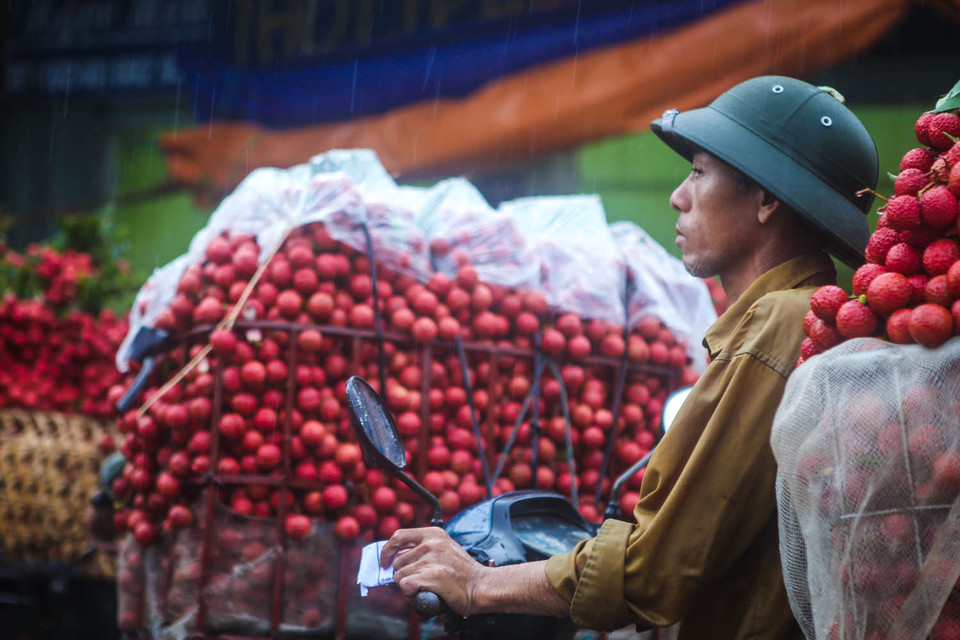 Để bán được một chuyến vải, người nông dân sẽ phải chịu rất nhiều sức ép như bị chê vải xấu, bị móc trộm vải hay mỗi lần khiêng hàng từ xe máy đi cân cũng bị lấy tiền công từ 20- 30.000 đồng. (Ảnh: Minh Sơn/Vietnam+)