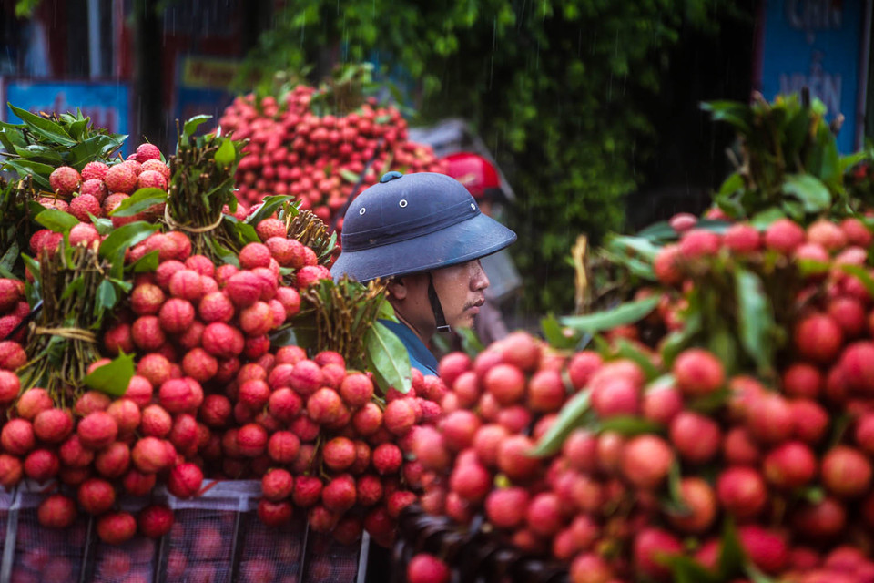 Những chùm vải căng, chín mọng đang nằm chờ được xuất ngoại. (Ảnh: Minh Sơn/Vietnam+)