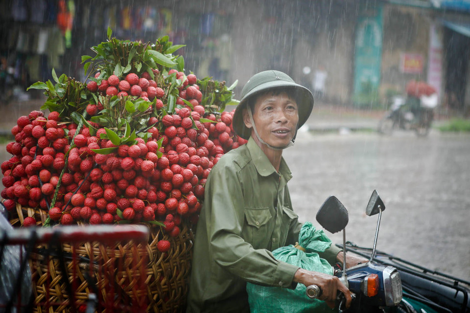 Kiên nhẫn chờ đến lượt thu mua vải. (Ảnh: Minh Sơn/Vietnam+)