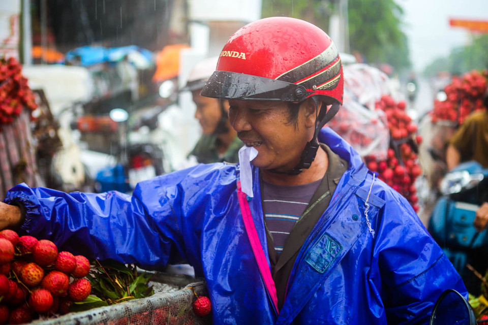 Một nông dân cho biết, mỗi khi mưa rào, vải sẽ bị trừ khấu hao khoảng 7-8 kg/tạ với lý do vải dầm mưa dễ hỏng. (Ảnh: Minh Sơn/Vietnam+)