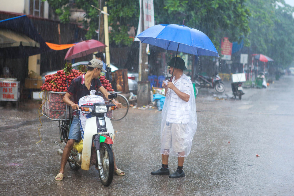 Tại thời điểm này, rất nhiều thương lái Trung Quốc đã đổ về đây để thu mua vải. (Ảnh: Minh Sơn/Vietnam+)