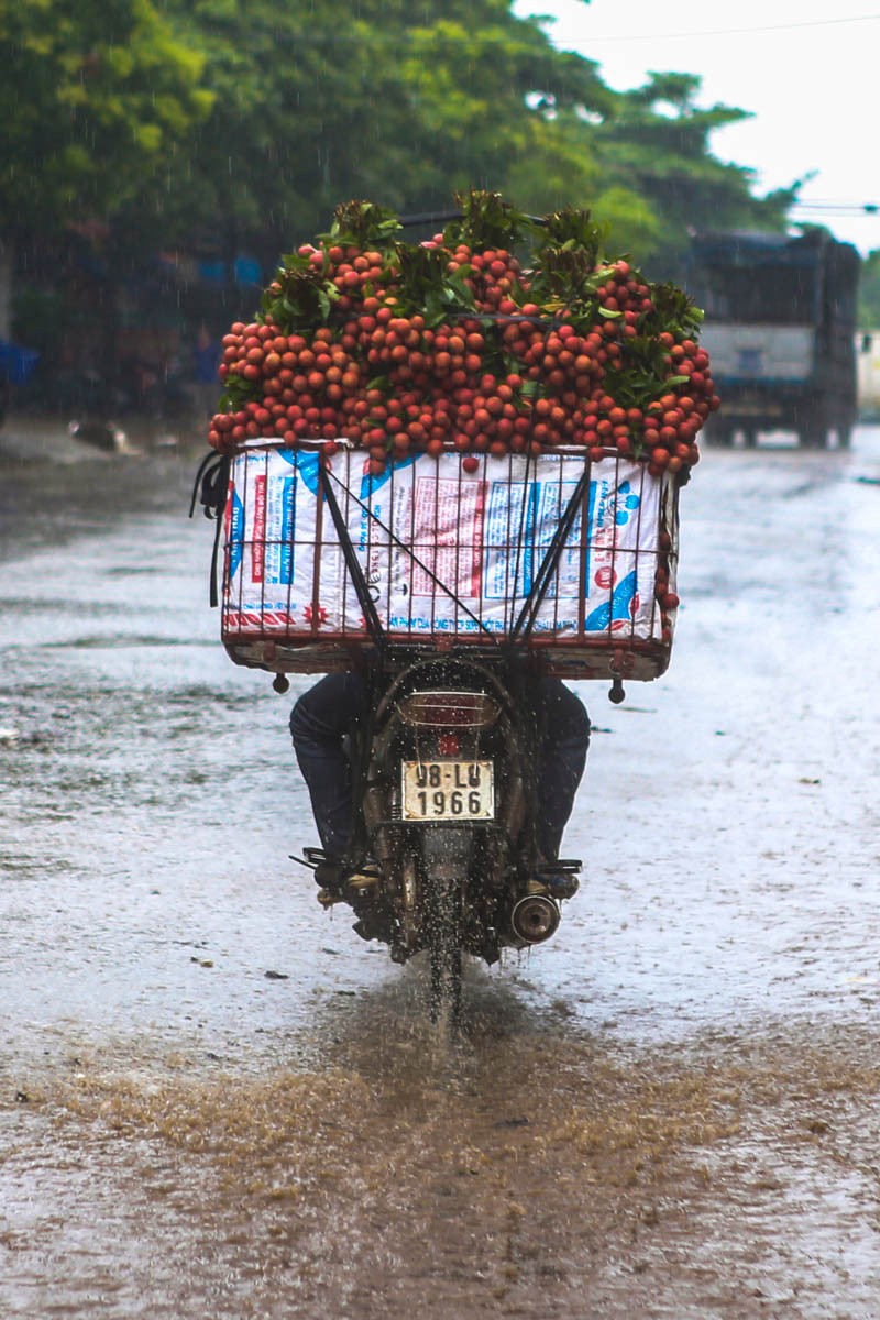 Những chuyến xe vội vàng của những nông dân đi dọc thị trấn. (Ảnh: Minh Sơn/Vietnam+)