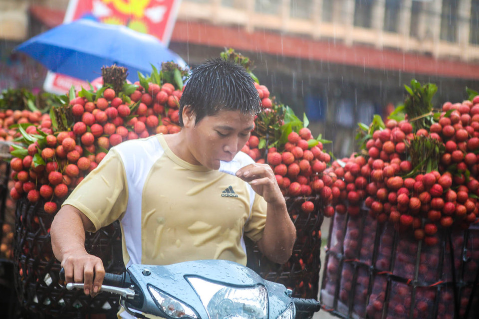 May mắn bán được một chuyến hàng vải loại 1 với giá 18.000 đồng/kg, anh nông dân này vui vẻ chia sẻ: ‘Nếu trời nắng, vải mình bán được 20-25.000 đồng/kg là chuyện bình thường, nhưng mưa như thế này bán được vải là may rồi’. (Ảnh: Minh Sơn/Vietnam+)