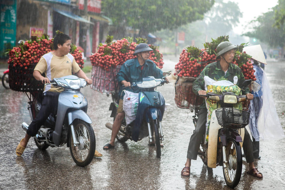 Cơn mưa rào sáng sớm cũng không ngăn được những nông dân bán vải chạy đi chạy lại dọc thị trấn để tìm điểm thu mua. (Ảnh: Minh Sơn/Vietnam+)