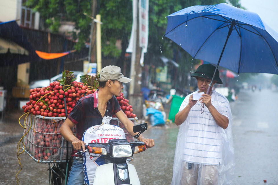 Lợi dụng những lúc mưa rào hoặc nắng gắt, mỗi tạ vải của nông dân sẽ bị ép giá khủng khiếp. Nếu đồng ý bán, người dân sẽ được thương lái phát cho một mảnh giấy ghi tên đại lý cùng giá bán vải. (Ảnh: Minh Sơn/Vietnam+)