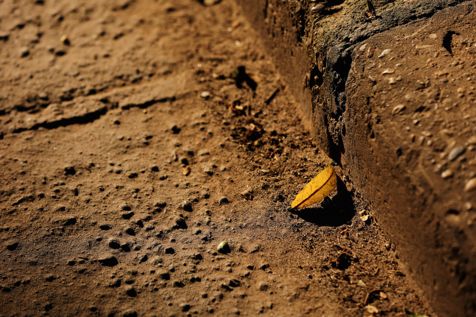  Hà Nội cũng bắt đầu bước vào mùa lá vàng rụng khiến cho người ta mang nhiều cảm xúc vấn vương. (Ảnh: Minh Sơn/Vietnam+)