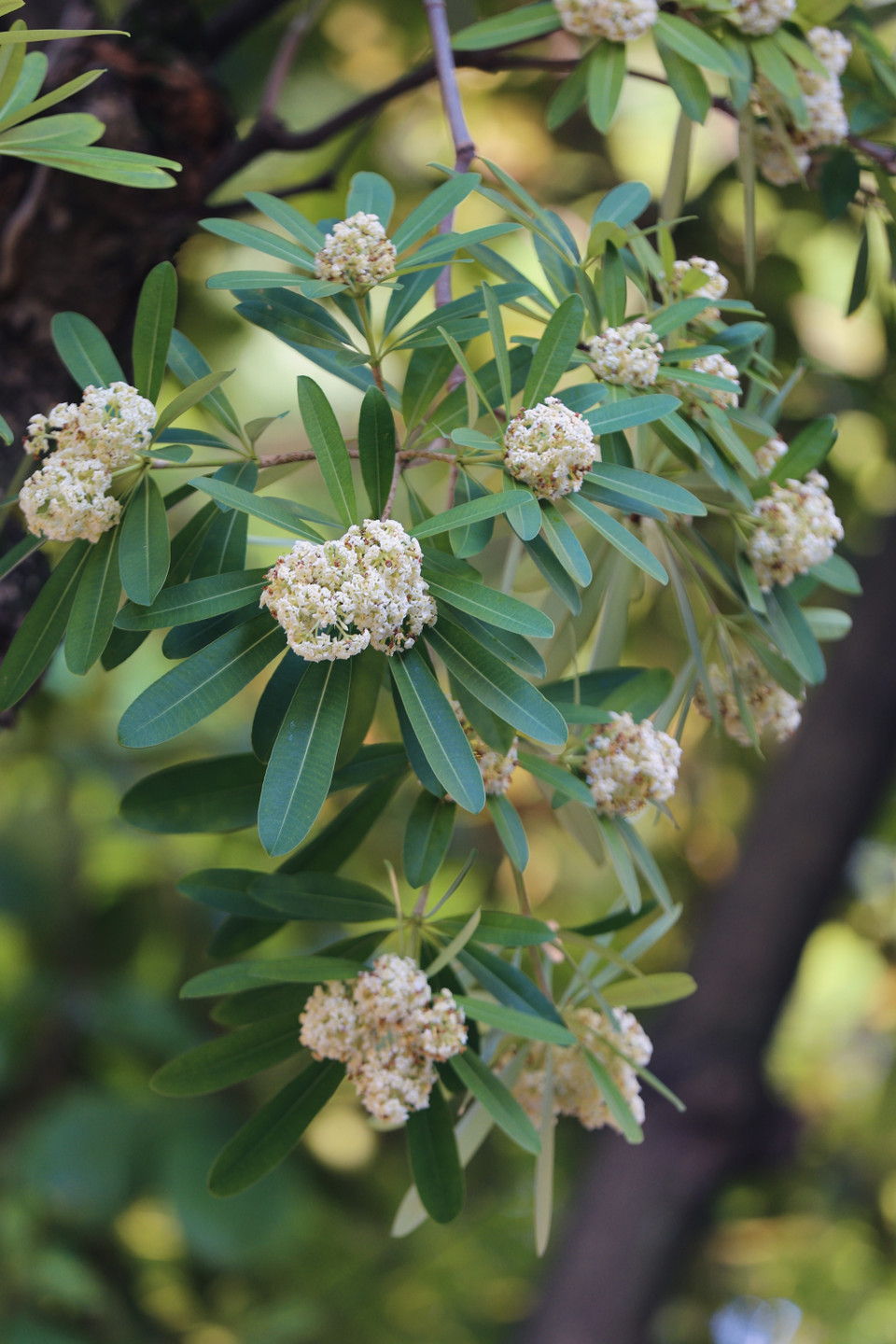 Đây cũng là mùa đặc trưng của hoa sữa, một loài hoa rất riêng của Hà Nội. (Ảnh: Minh Sơn/Vietnam+)