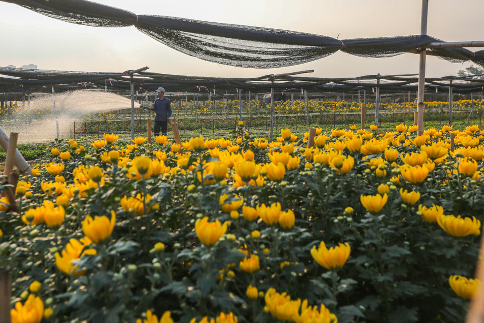 Chỉ còn hơn 1 tháng nữa sẽ đến Tết, nông dân nơi đây đã bắt đầu chăm bón chờ hoa nở, nghe ngóng thời tiết và tràn đầy hy vọng cho một mùa bội thu. (Ảnh: Minh Sơn/Vietnam+)