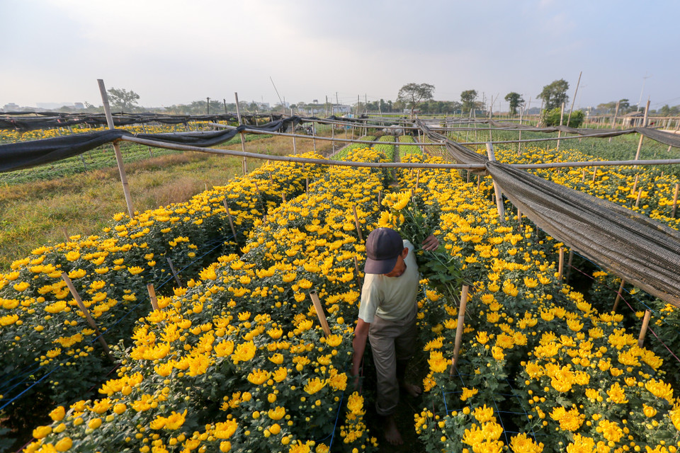 Theo một số người dân làng Tây Tựu, trước đây, toàn bộ diện tích đất của Tây Tựu trồng lúa và các loại cây hoa màu nhưng khi việc trồng hoa đem lại thu nhập ổn định thì các hộ dân ở đây đã quyết định chuyển nghề. (Ảnh: Minh Sơn/Vietnam+)