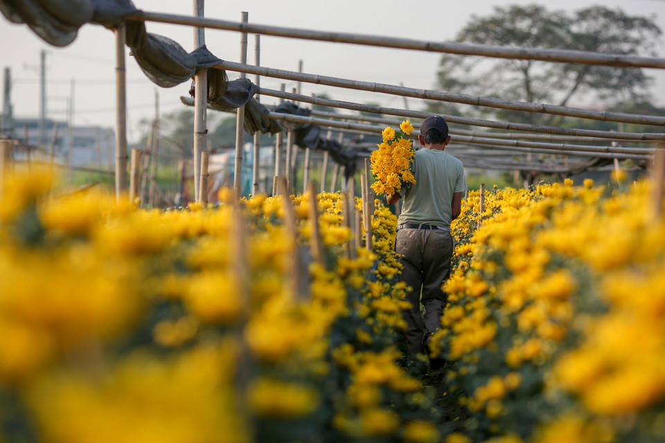 Mặc dù người dân ở đây có kinh nghiệm nhiều năm chăm sóc các loại hoa khác nhau nhưng với việc thời tiết thất thường rất dễ ảnh hưởng đến chất lượng hoa nở đúng dịp Tết. (Ảnh: Minh Sơn/Vietnam+)